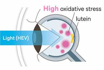 lutein in eye without lutina
